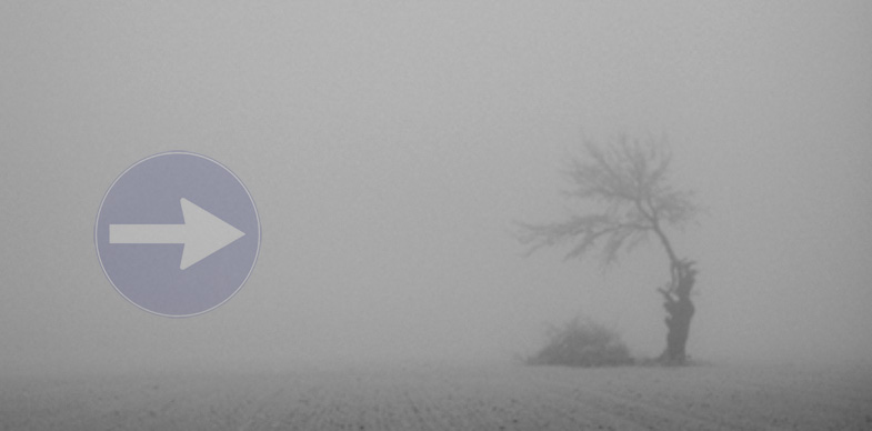 freccia nebbia albero