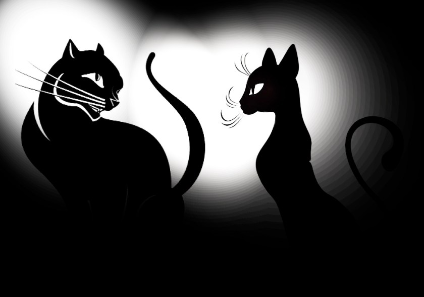 gatti con luci contrasto